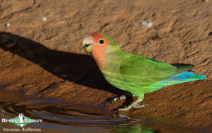 Namibia, Okavango and Victoria Falls birding tours