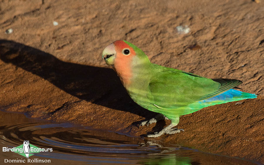 Namibia, Okavango and Victoria Falls birding tours