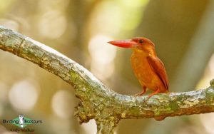 Southern Thailand birding tours