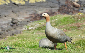 Antarctica birding tours