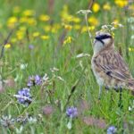 Qinghai birding tours