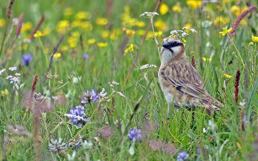 Qinghai birding tours