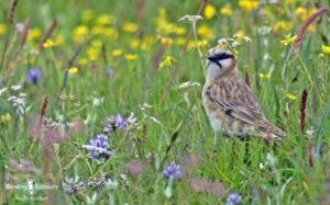 Qinghai birding tours