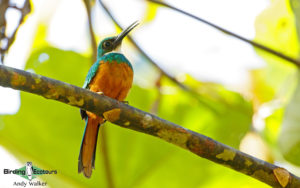 Costa Rica specialties birding tour