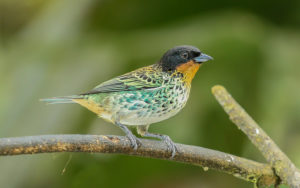 Colombian birding tours