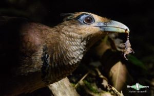 Manu Road birding tours