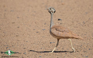 Namibia, Okavango and Victoria Falls birding tours