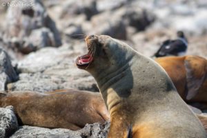 Chile birding tours