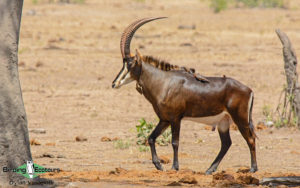 Zimbabwe birding tours