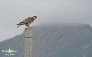 Qinghai birding tours