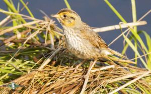 Maine birding tours