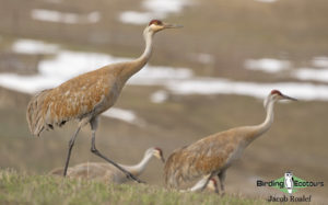 Colorado birding tours