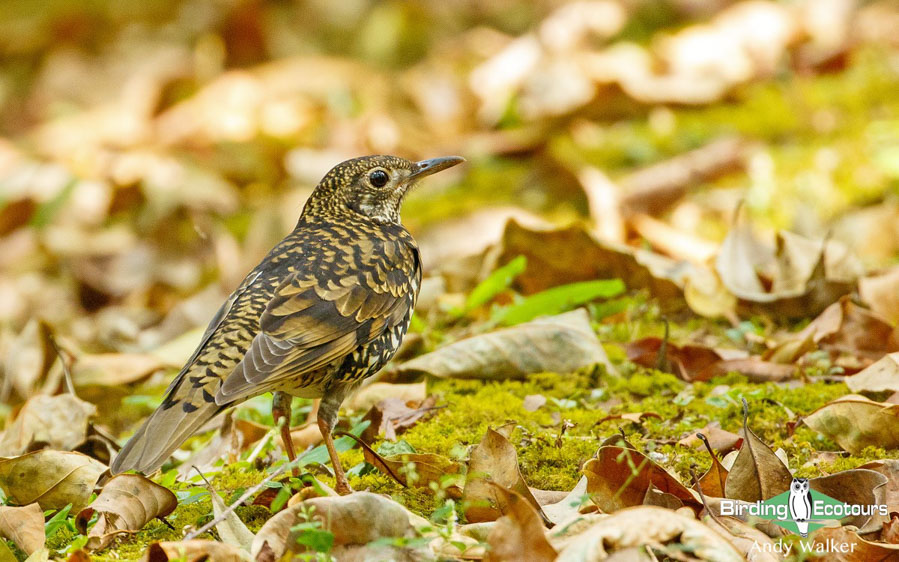 Nepal birding tours