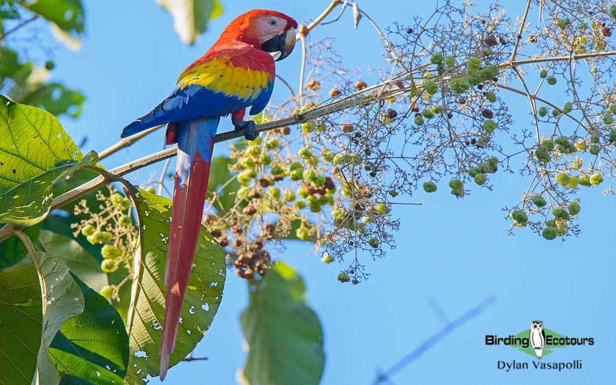 Costa Rica specialties birding tour