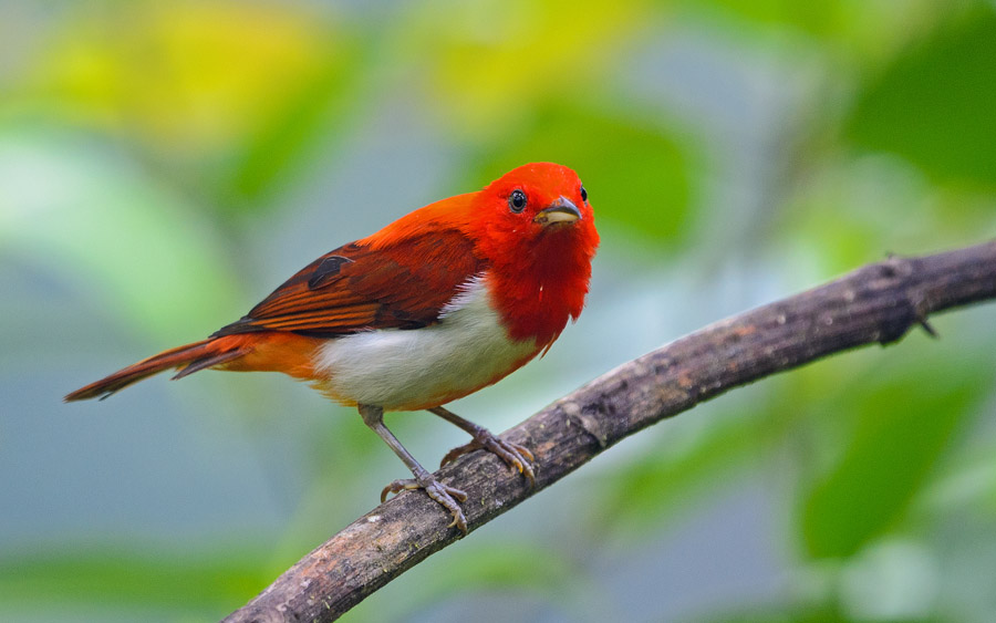 Colombian birding tours