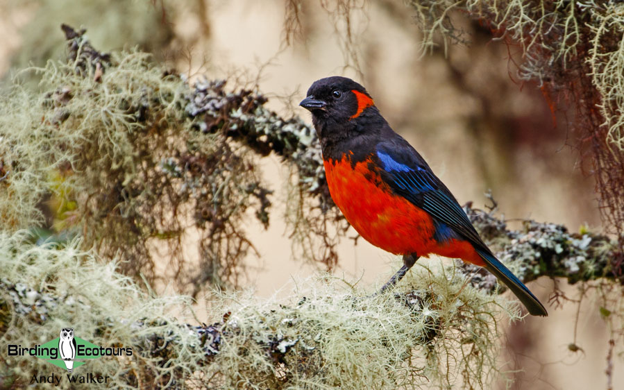 Machu Picchu birding tours