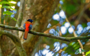 Southern Thailand birding tours