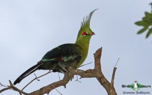 Zimbabwe birding tours