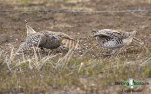 Colorado birding tours