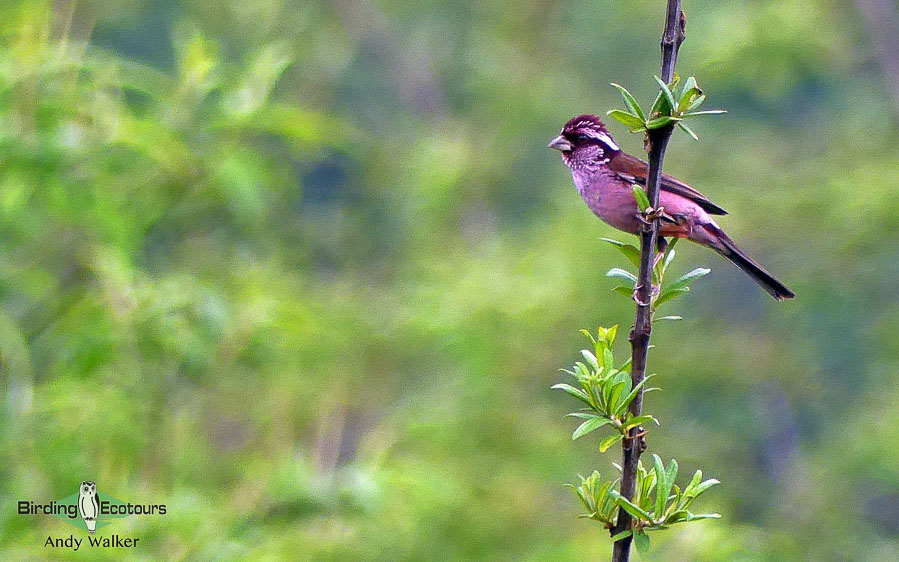 Yunnan birding tours