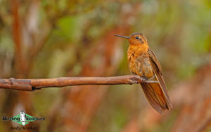 Yanacocha birding day trips