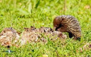 Southwest Australia birding tours