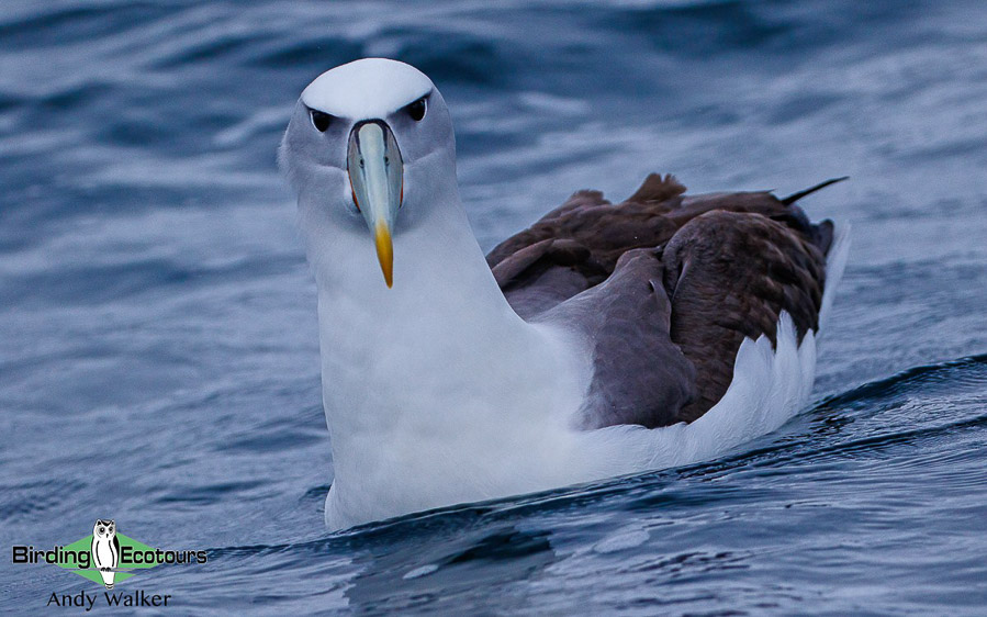 New Zealand birding tours