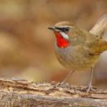 China birding tours