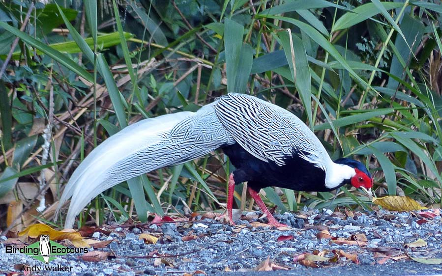 Yunnan birding tours