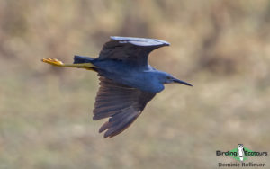Namibia, Okavango and Victoria Falls birding tours