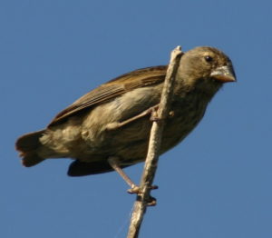 Galapagos birding tours