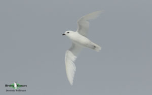 Antarctica birding tours