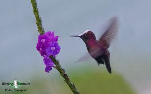 Costa Rica specialties birding tour