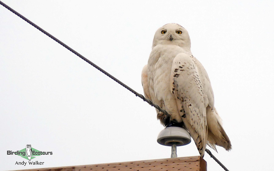 Minnesota birding tours