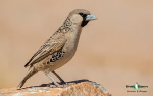 Kalahari mammal and birding tour
