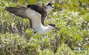 Florida birding tours