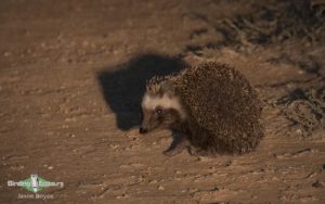 Kalahari mammal and birding tour