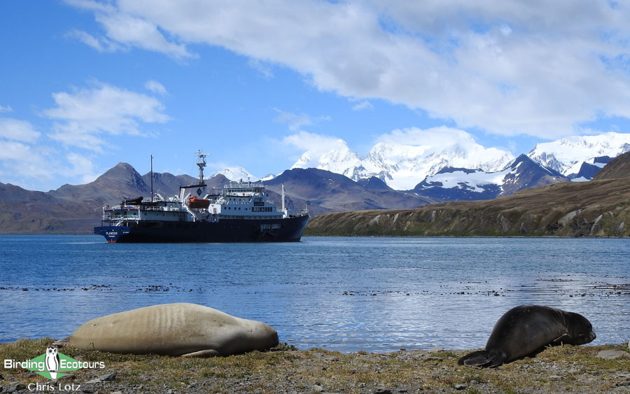 Antarctica birding tours