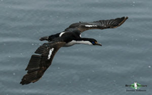 Antarctica birding tours