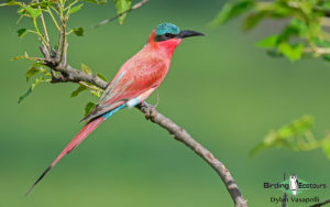 Zimbabwe birding tours