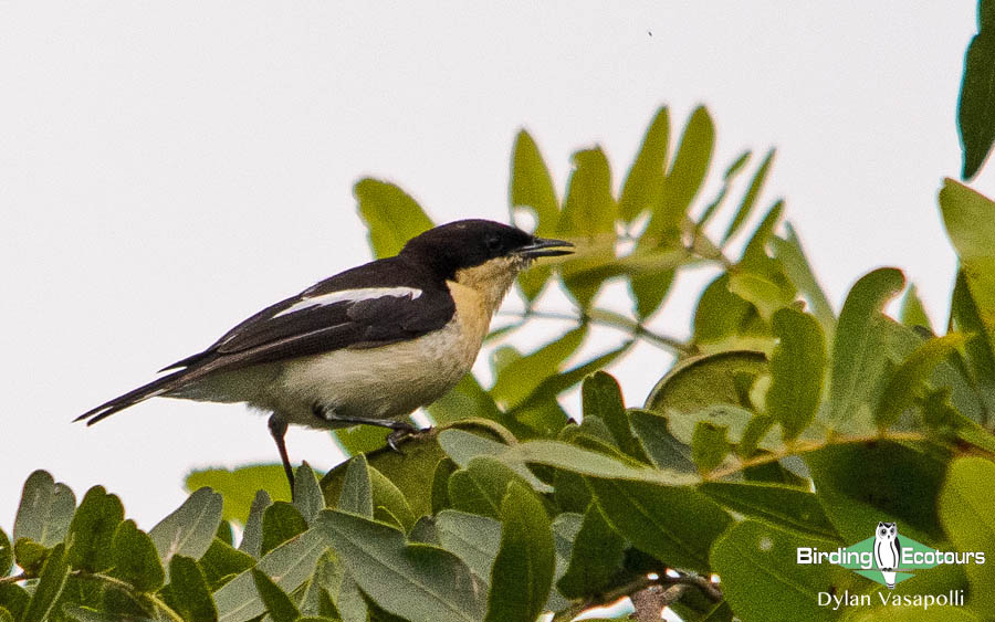 Zimbabwe birding tours