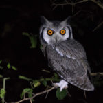 Owls of Southern African birding tour