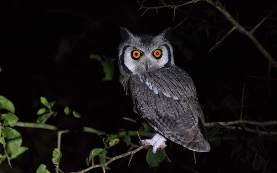 Owls of Southern African birding tour