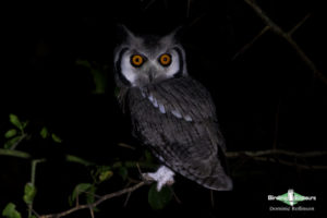 Kalahari mammal and birding tour