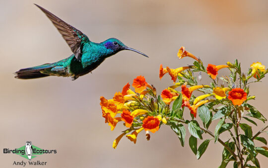 Manu Road birding tours