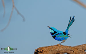 Southwest Australia birding tours
