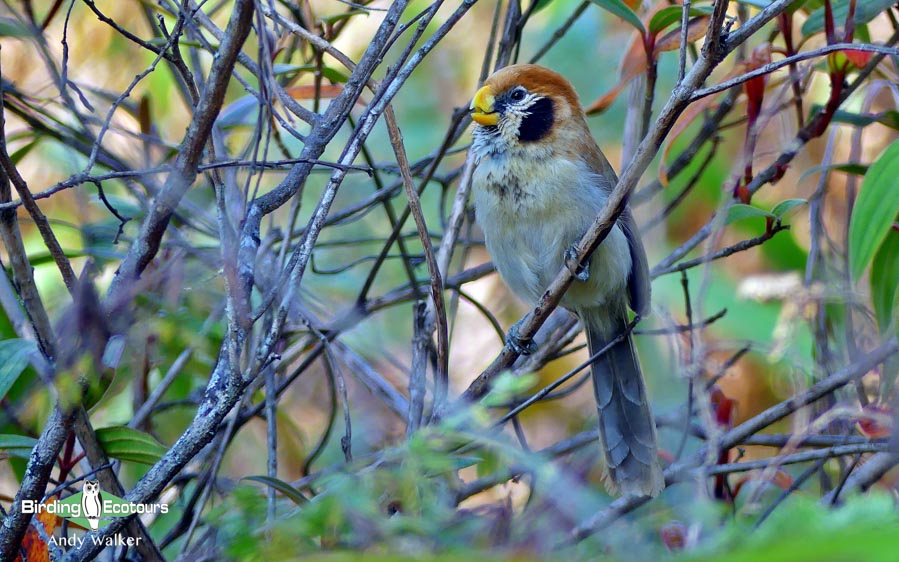 Yunnan birding tours