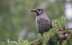 Himalayas birding tours