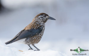 Bulgaria winter birding tours