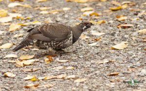 Maine birding tours